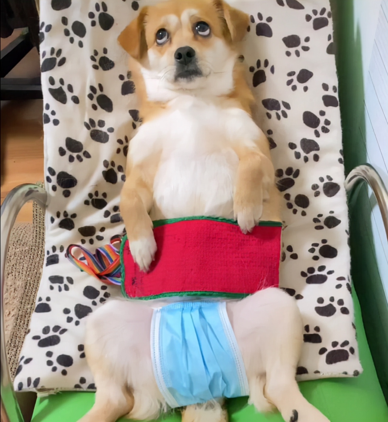 大型狗狗防止怀孕装备,防止狗狗怀孕的方法