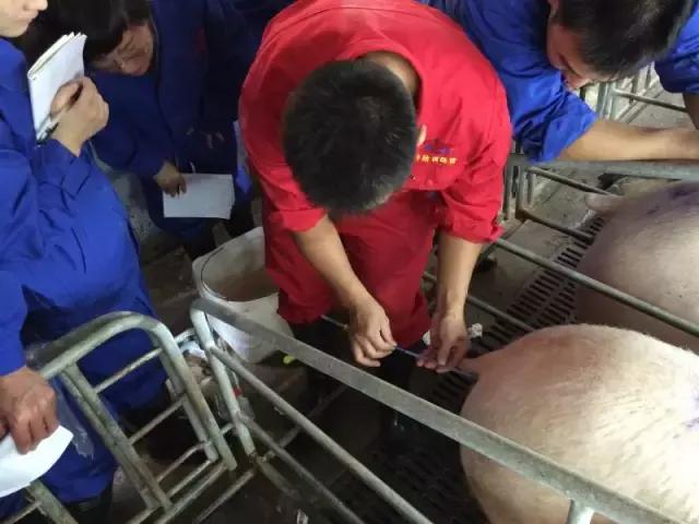 猪深部输精的技术路线及工艺流程,母猪深部输精间隔时间是多长时间