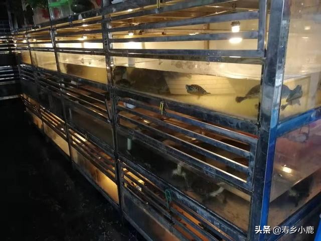 龟浮水什么样,龟浮水的原因