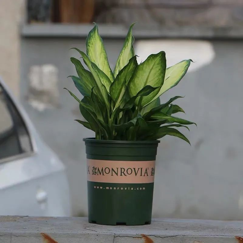 室内清除甲醛的花,吸甲醛又无毒的花