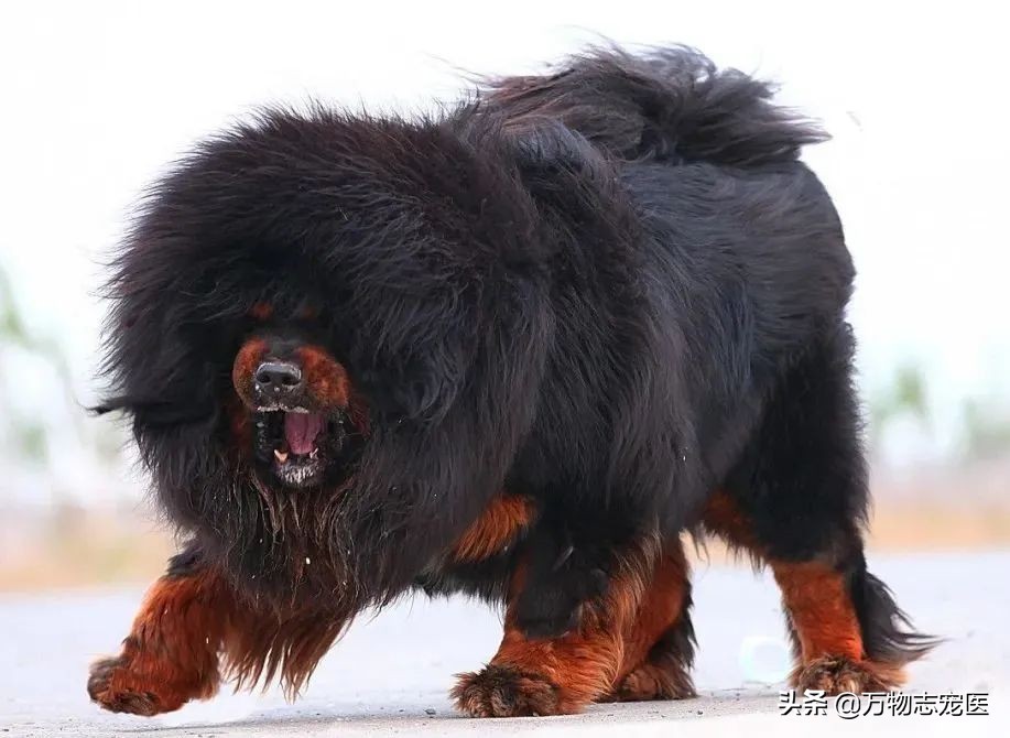 世界十大最贵的十种犬,世上最贵的十种犬排行