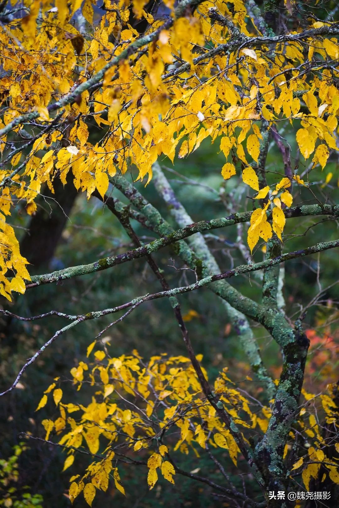 留坝秦岭之夜,留坝秦岭森林公园