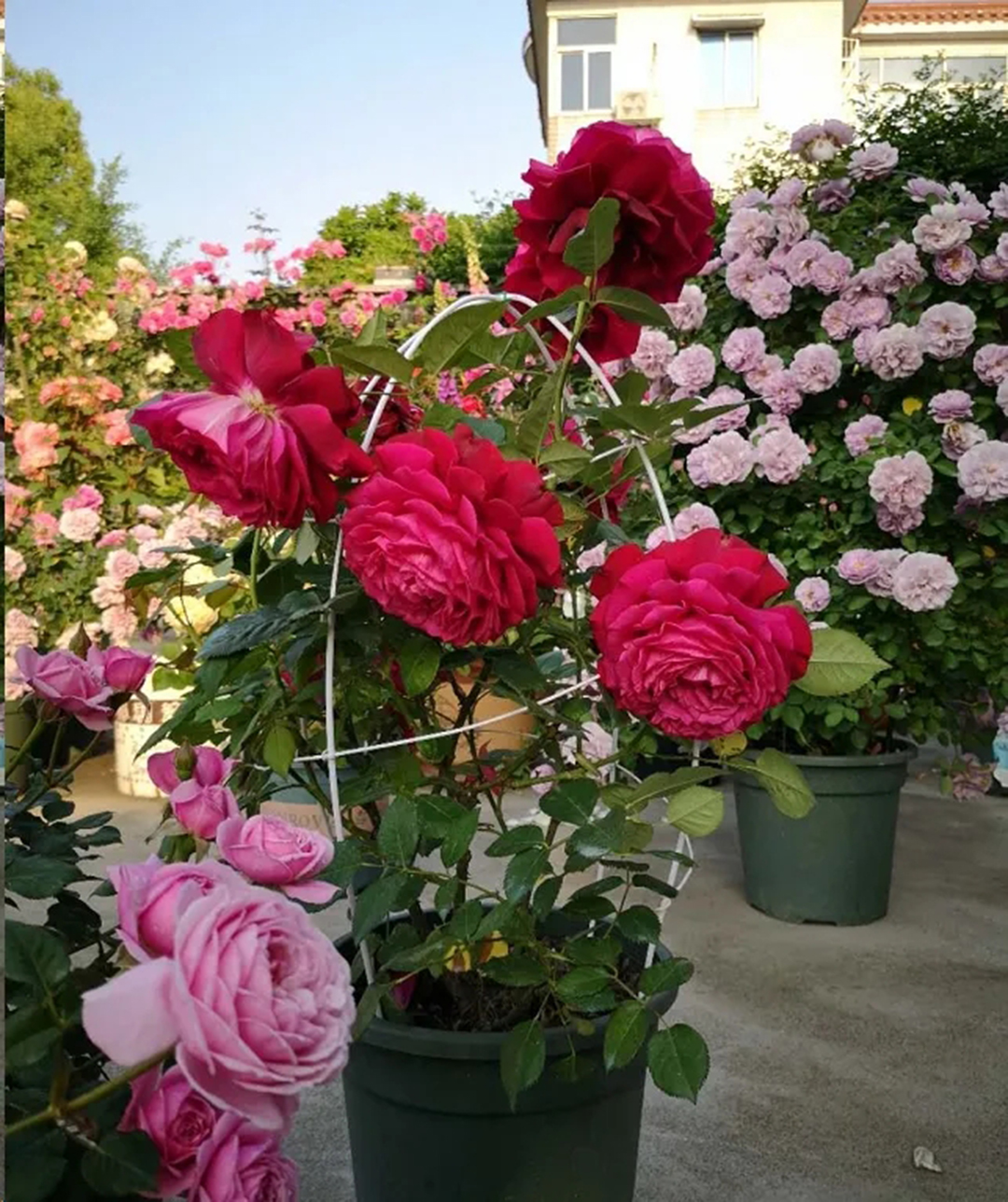 月季花开一半就不开了怎么回事,月季花开一半花蕊烂了是什么原因