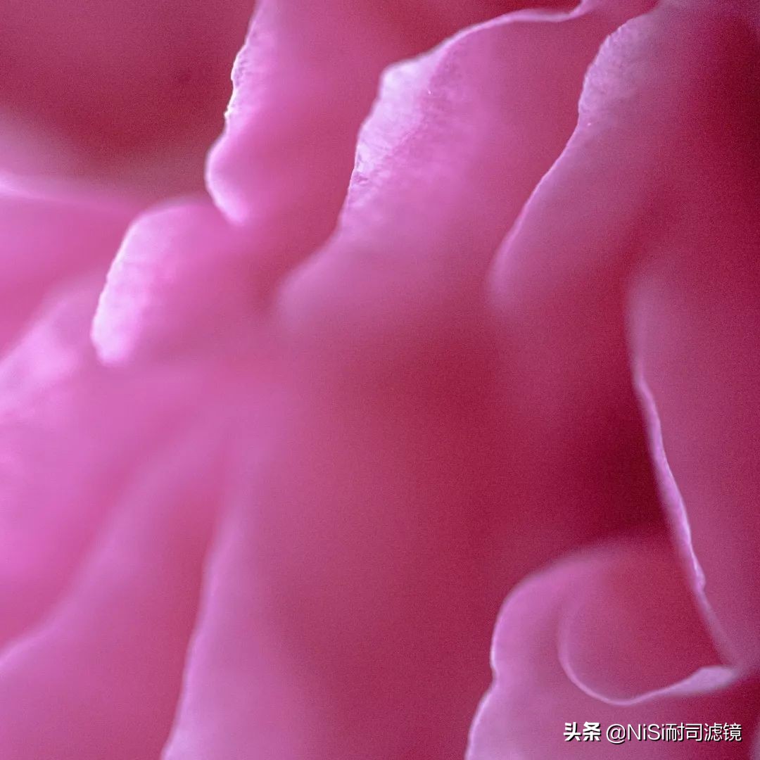 看到精彩——加拿大摄影师老飘飘的近摄镜测评