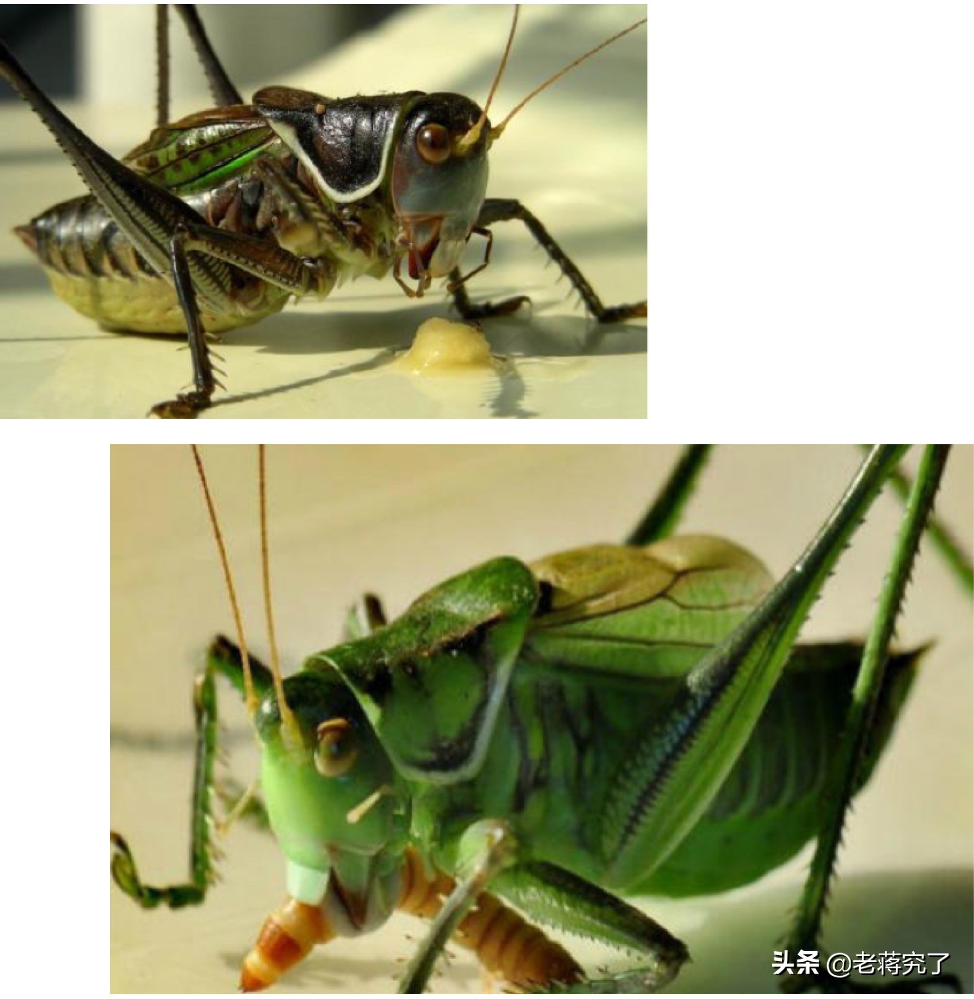 秋天到蝈蝈叫,秋天到蟋蟀叫