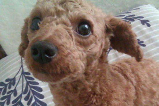 1岁玩具小体泰迪,泰迪不爱吃零食也不喜欢玩玩具