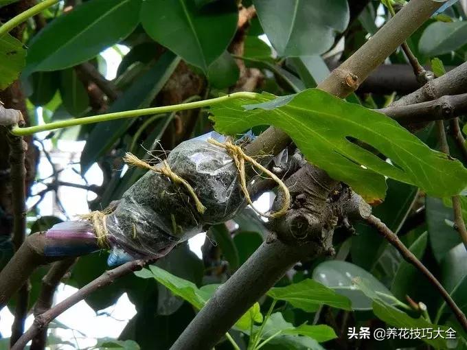 花卉繁殖有哪些常用方法,常见花卉的主要繁殖方法