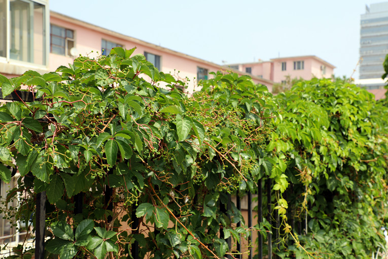 新城区花园园林绿化规划,空中花园新城区