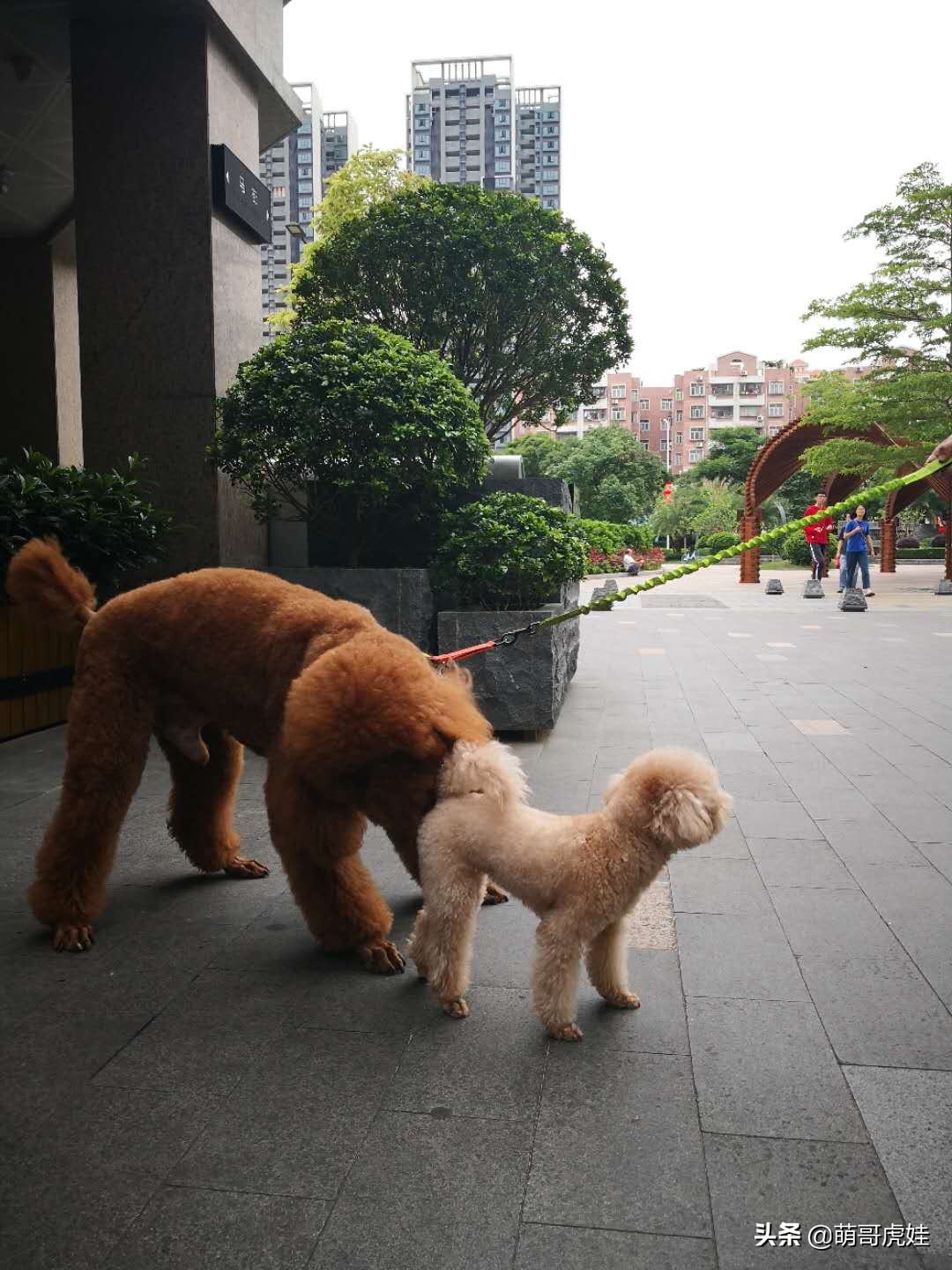 阿拉斯加和巨型泰迪哪个更大,标准巨型泰迪
