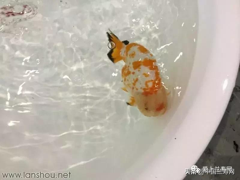 世界金鱼大赛在福州举行,2019中国世界金鱼大赛