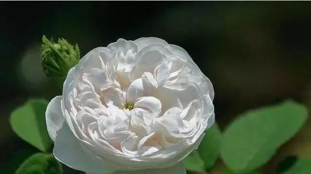 每天学习一点点——100种玫瑰品种科普