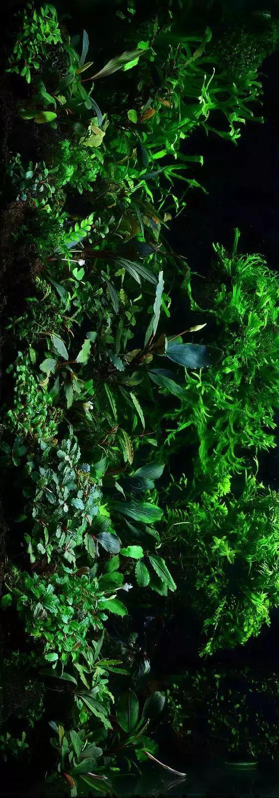 卡佩特k5辣椒榕为什么这么贵,辣椒榕k5为什么贵