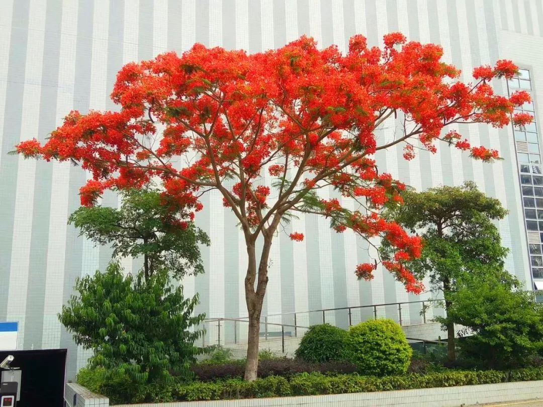 毕业季的凤凰花和栀子花,毕业季凤凰花开的时候