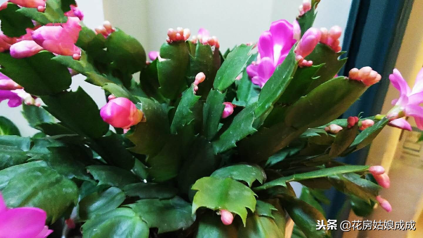 蟹爪兰花谢了后怎么养,蟹爪兰花谢后养殖方法