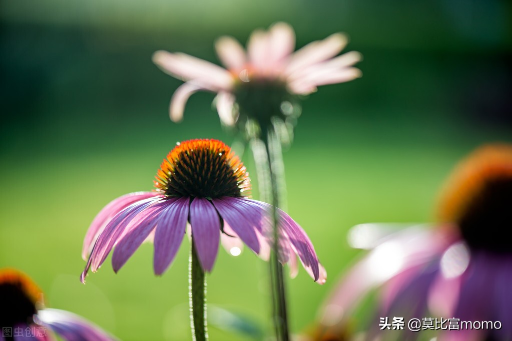 细胞免疫疗法多少钱,til细胞免疫疗法