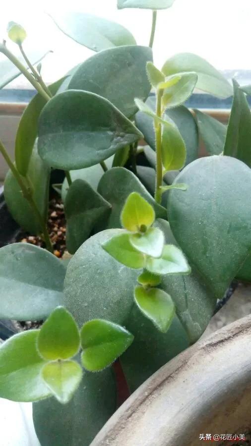 口红吊兰夏季哗哗掉叶子怎么办,口红吊兰叶子发黄掉落是怎么回事