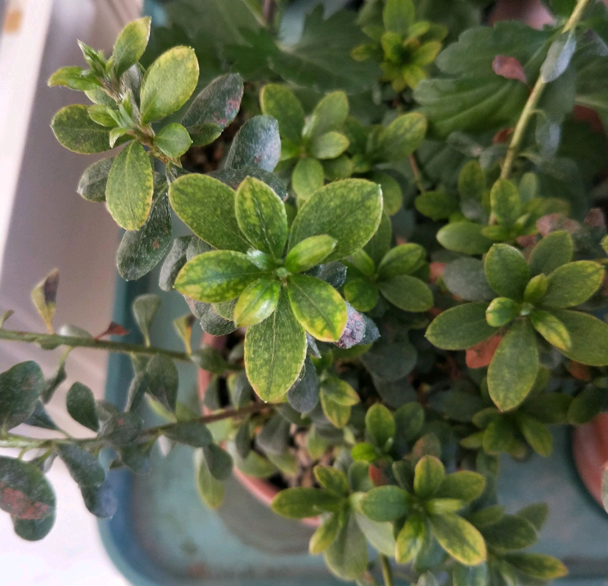 杜鹃花一直发黑还能缓过来吗,杜鹃花家里养护应该注意什么