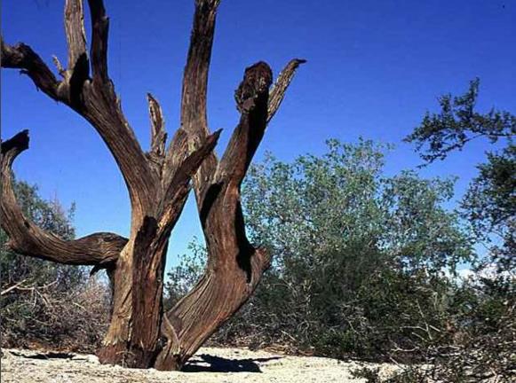 地球最奇特的沙漠,地球上最优越的气候是什么气候