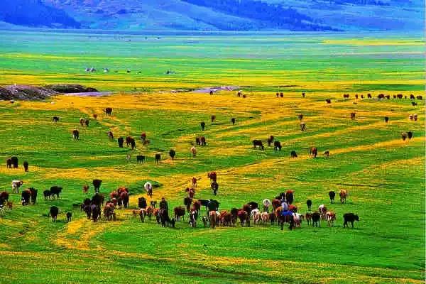 全国各地食材特产一览表建议收藏,上海特产必买清单一览表