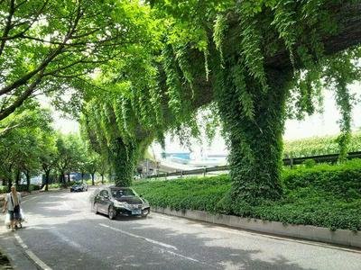 绿化爬山虎种植方法,爬山虎绿化应用