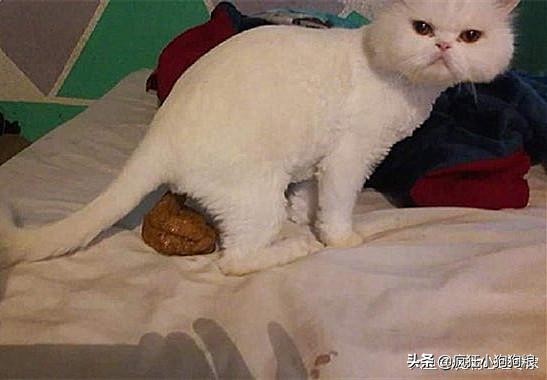 猫咪在床上拉便便后把猫咪关起来,猫咪在主人床上拉粑粑怎么解决