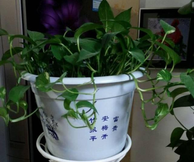 绿萝怎么样做才能好看呢,绿萝如何造型比较好看