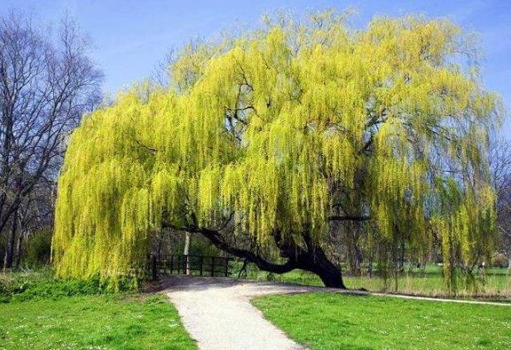 柳树种植技术与管理病虫害有哪些,柳树苗的栽培与管理