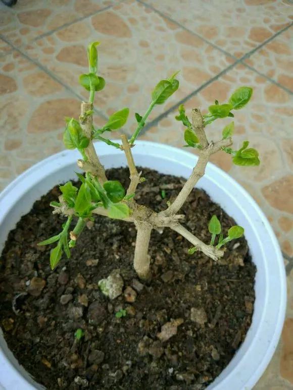 买了老桩绣球怎么办,老桩一般要养多久才会开花