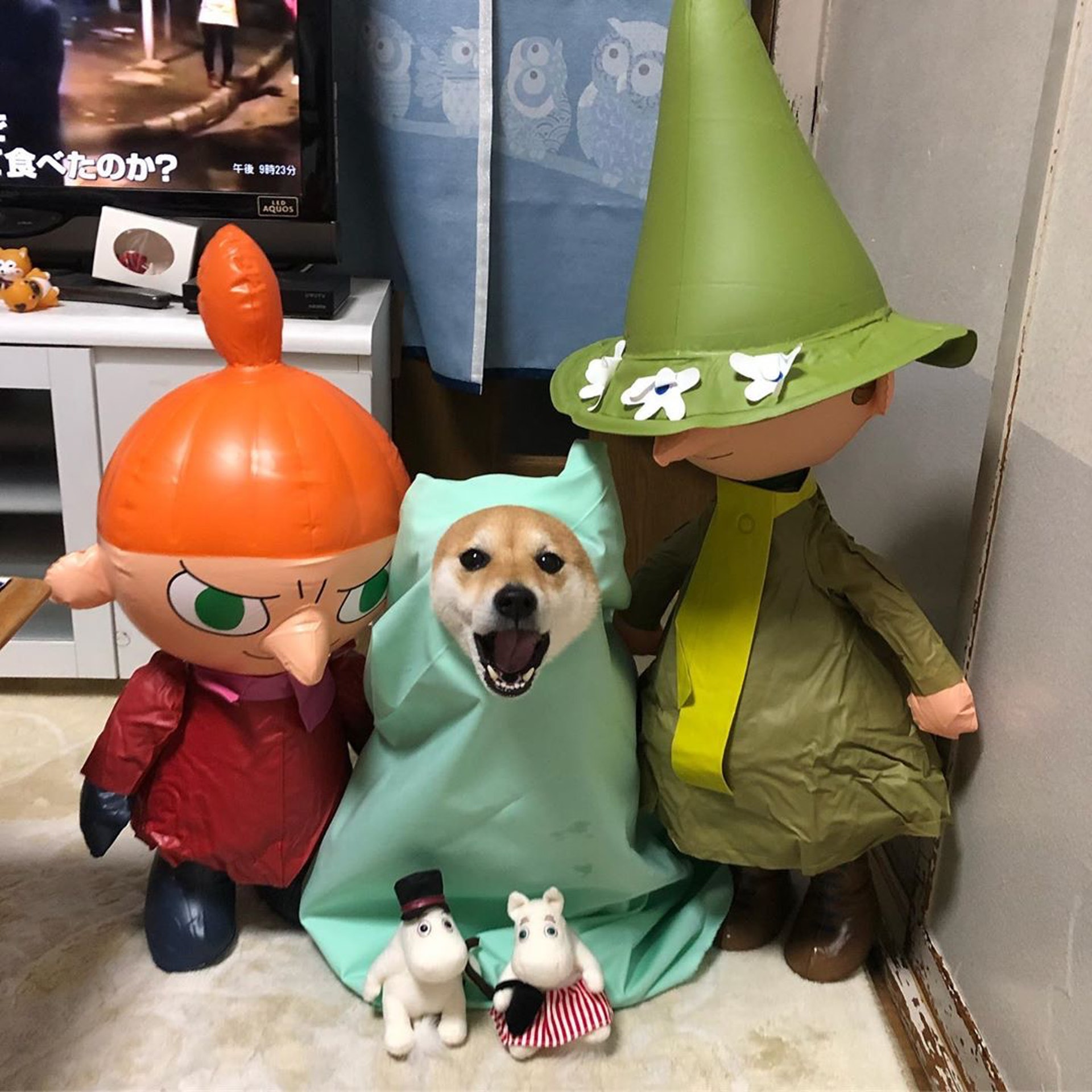 被砖头压住了!影帝柴犬超入戏25个连自己也骗倒的瞬间