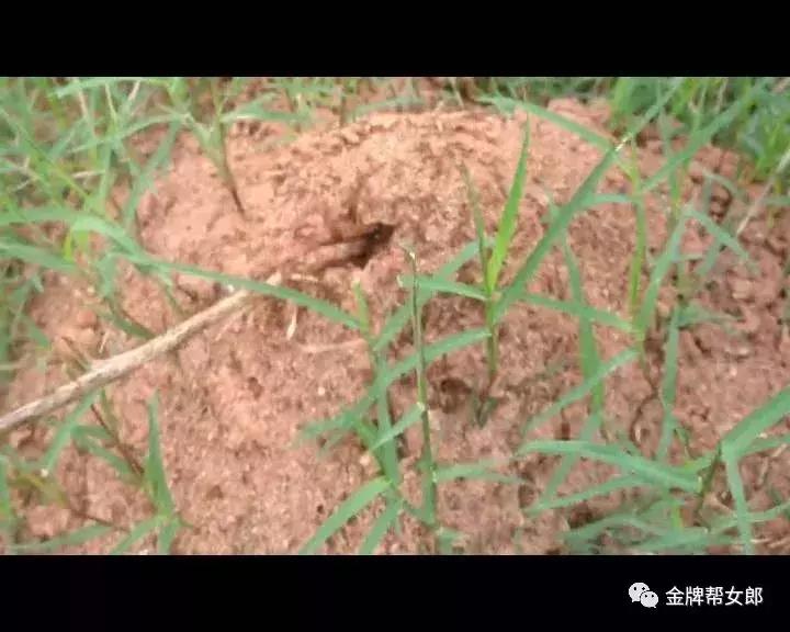 南宁邕江红火蚁,被广西红火蚁咬了怎么办