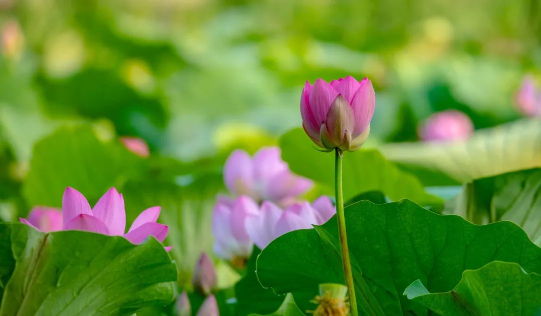 在济南花式避暑，一见“清”心！只需一瞥，便足以把酷夏原谅…