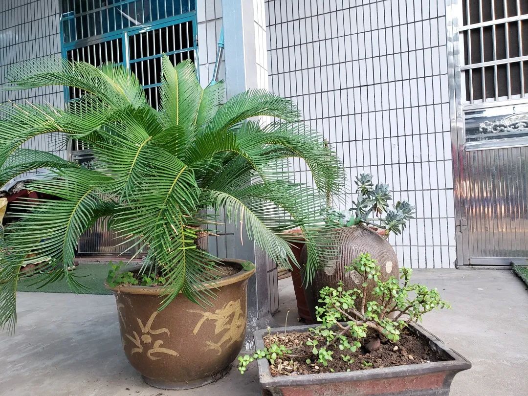 风景好的地方江阴,江阴好风景