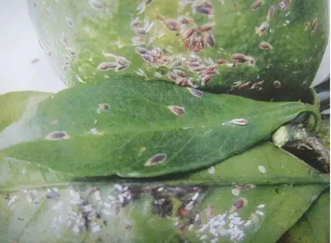 果树蚧壳虫怎样彻底消灭物理治疗,果树蚧壳虫怎么彻底消灭妙招