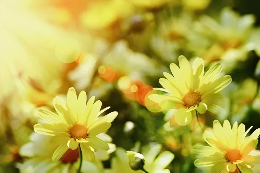 蔡卫平抗艾滋病的事迹,蔡卫平艾滋病专家