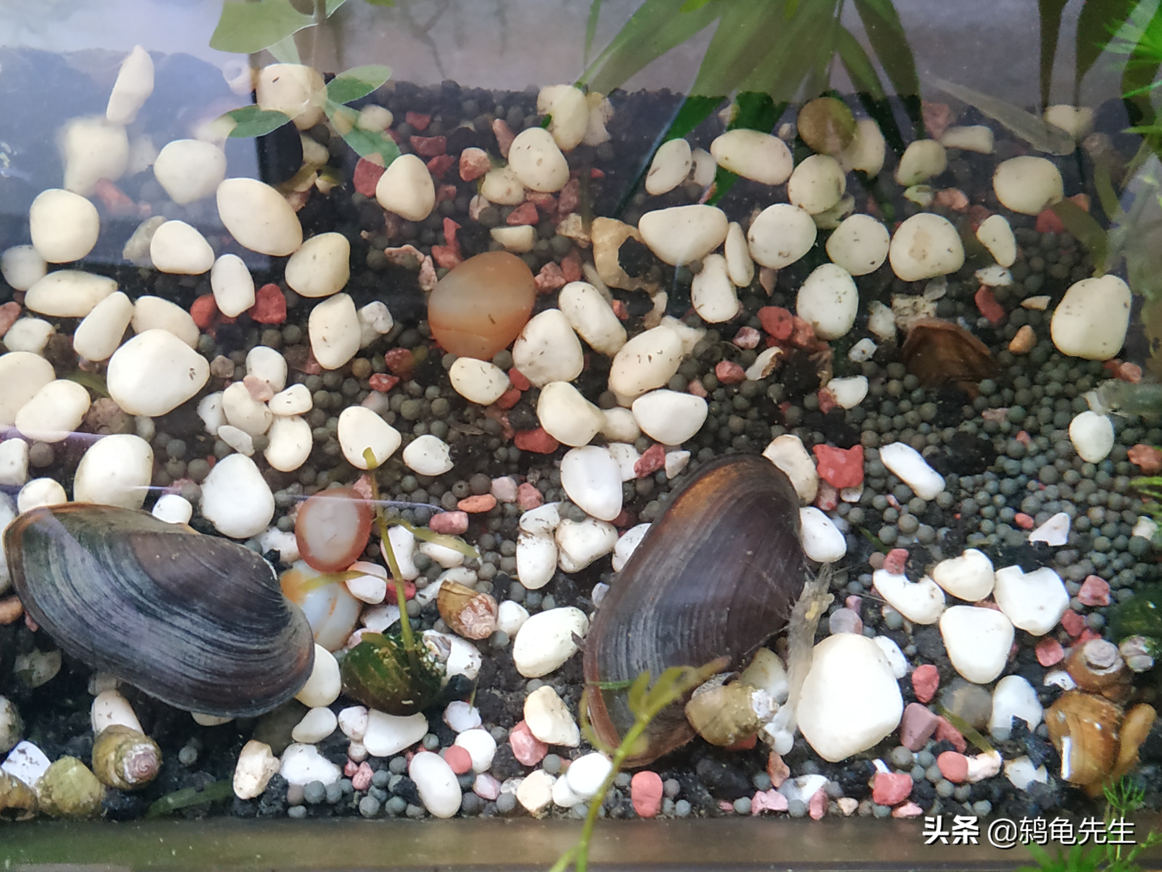 鱼缸养河蚌可以净化水质吗,鱼缸水中爆藻养河蚌