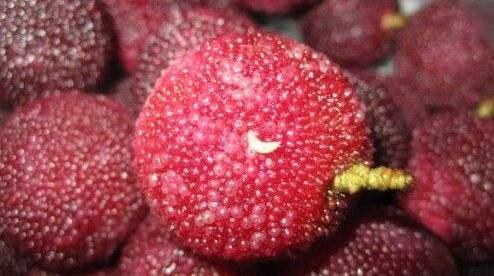 杨梅上面小白虫,我们该这样去解决