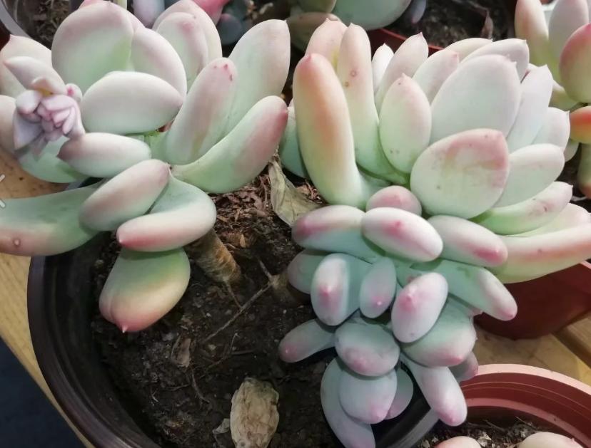 多肉养出状态来有多美？这102种多肉控养上色之后美呆了