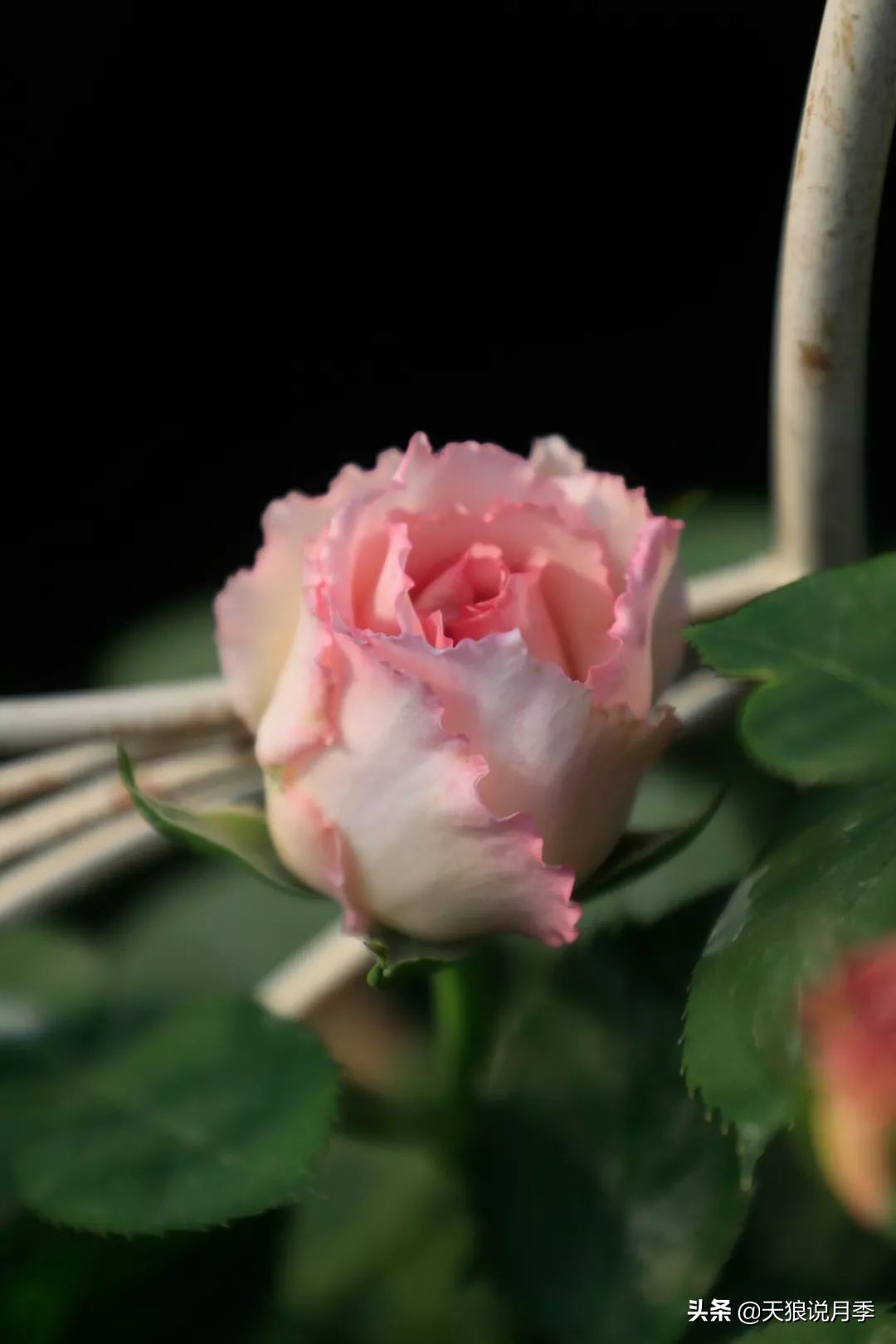 天狼月季优惠活动时间,天狼月季618活动