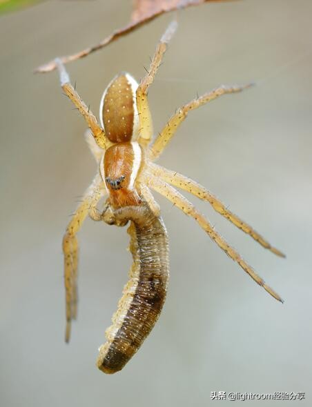 微距摄影拍摄技巧有哪些,微距镜头摄影怎么拍好看