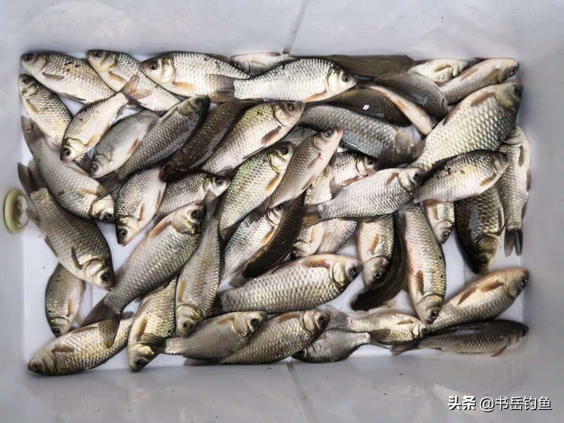 春季钓鲫鱼选什么长度的鱼竿,夏季野钓鲫鱼竿长度怎么选