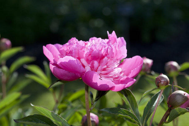芍药怎样养护才能保持长久,芍药促花小技巧这样养开花更旺盛