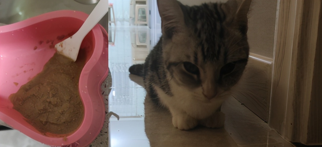 团子猫传腹治好了吗,团子的猫传腹