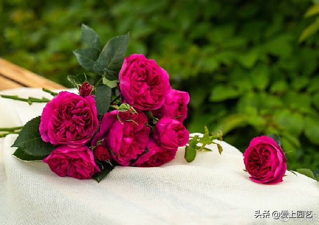 紫红色浓香月季有哪些品种,常见的大花浓香型月季