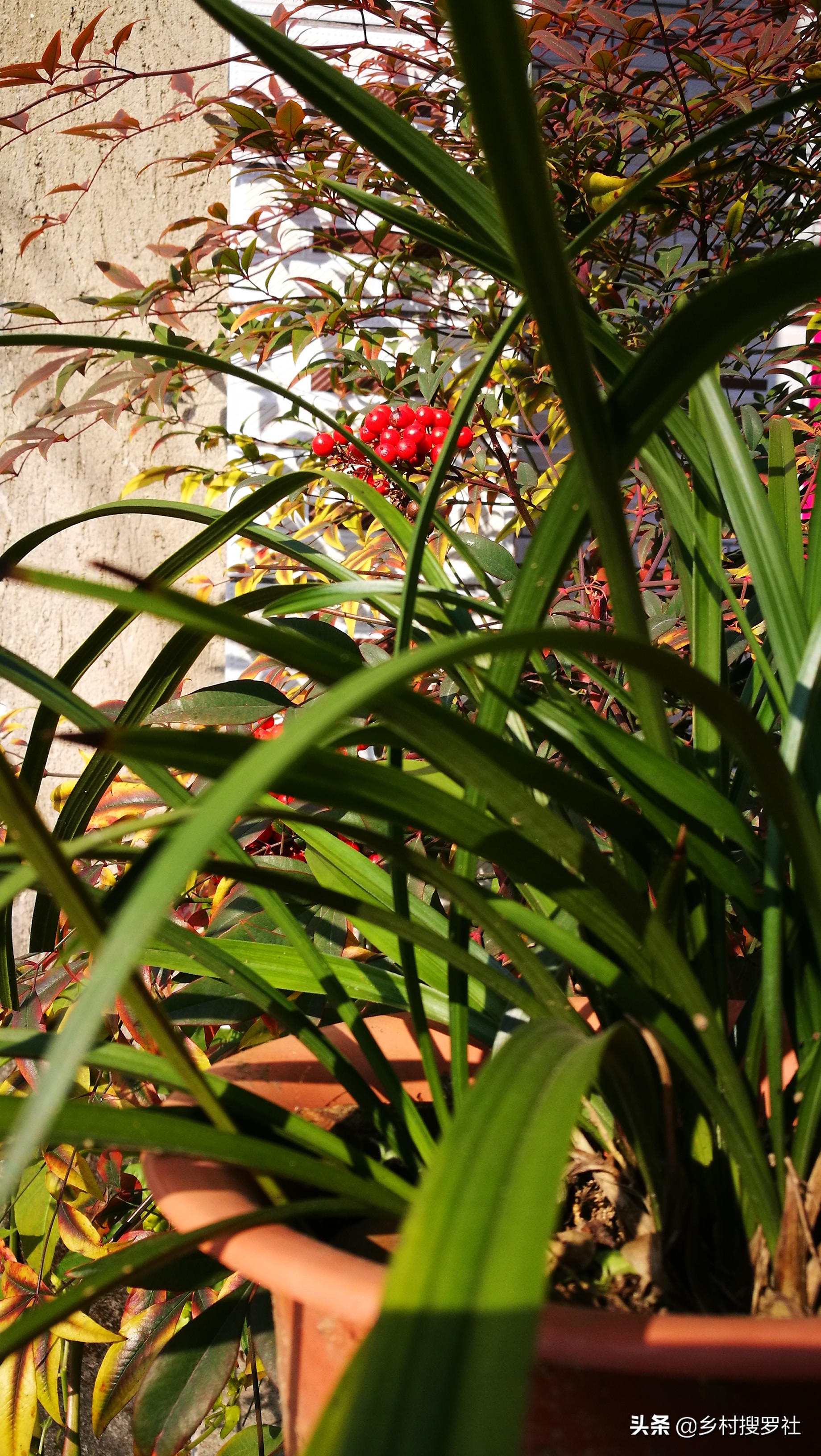 春兰蕙兰几月孕育花苞,春兰是不是只有春天才开花