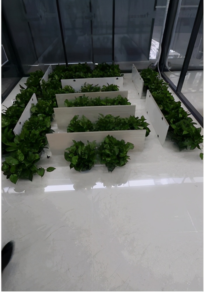 植物除甲醛效果最好吗,什么植物真正有效除甲醛