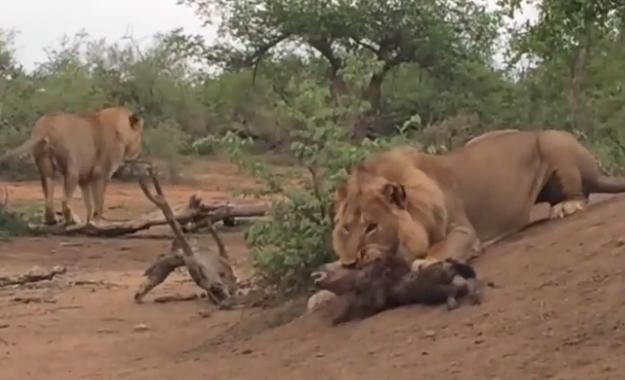 狮子发现一只小鬣狗,小鬣狗被带出洞穴