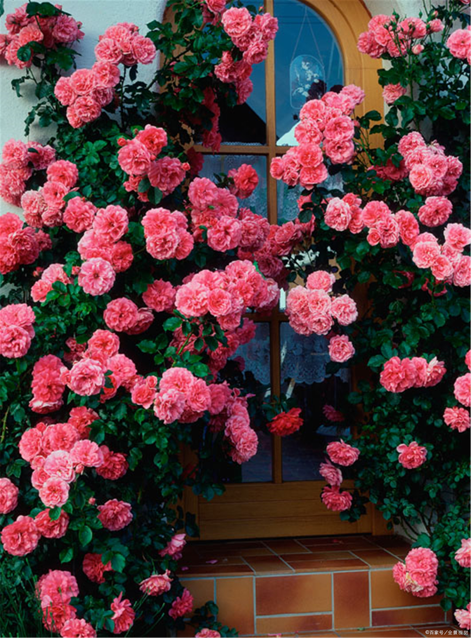 月季如何促根壮苗,如何让月季花枝繁叶茂