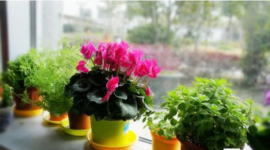 南京市园林局最新发布的室内植物甲醛吸收能力排行榜