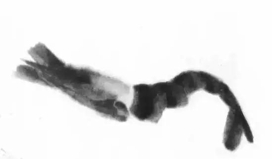 齐白石群虾的绘画手法,齐白石群虾用铅笔怎么画