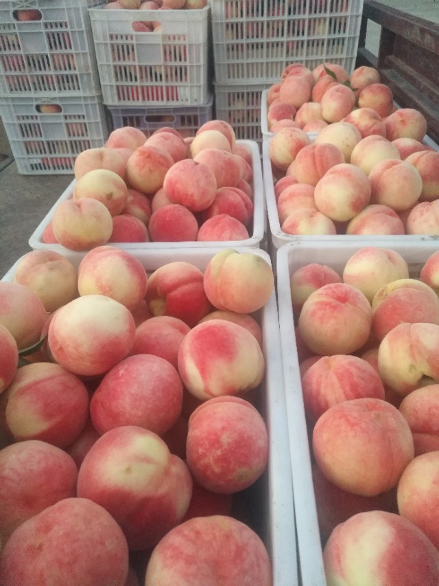 好多年前，家乡礼泉县的农民靠果业发了家，可是现在许多人挖果树